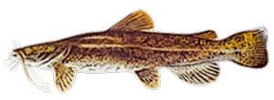 Flathead Catfish