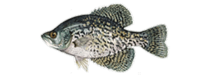Black Crappie