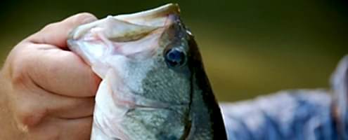 Kentucky Fishing