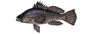 Black Sea Bass