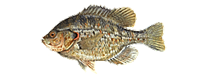 Redear Sunfish