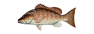 Mangrove Snapper