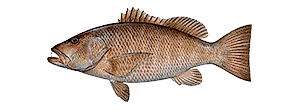 Cubera Snapper