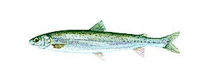 Round Whitefish