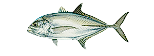 Bigeye Trevally