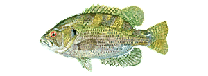 Rock Bass