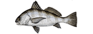 Black Drum