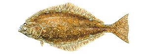 Atlantic Halibut