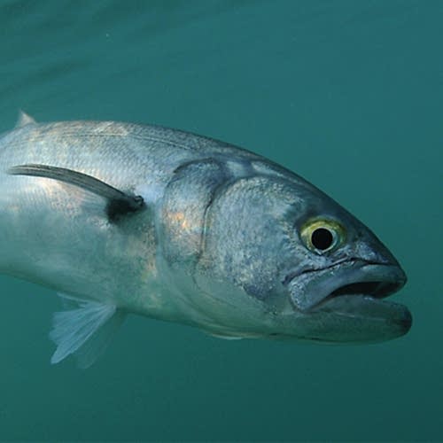 How to Catch Bluefish 