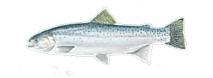 Sea Trout