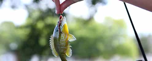 Michigan Fishing