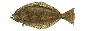 California Halibut