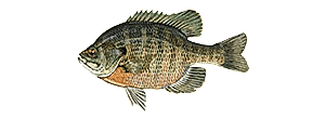 Bluegill