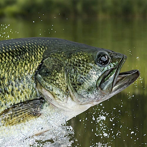Tips on Best Times to Fish for Bass 