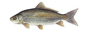 Bigmouth Buffalo