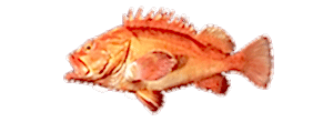 Yelloweye Rockfish