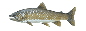 Lake Trout