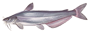 Blue Catfish