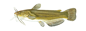 Yellow Bullhead