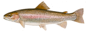 Rainbow Trout