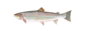 Atlantic Salmon