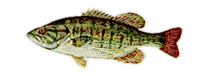 Redeye Bass
