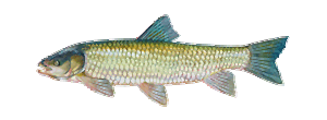 Grass Carp