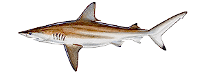 Blacktip Shark