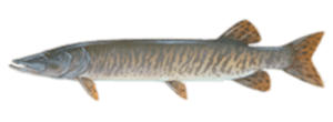 Muskellunge
