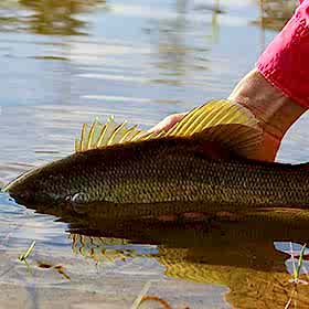 Wyoming Free Fishing Days