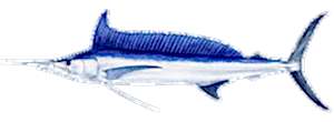 Longbill Spearfish