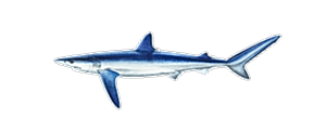 Blue Shark