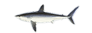 Porbeagle Shark