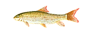 Shorthead Redhorse