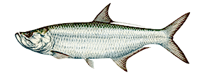 Tarpon