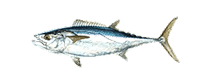 Dogtooth Tuna