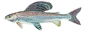 Arctic Grayling