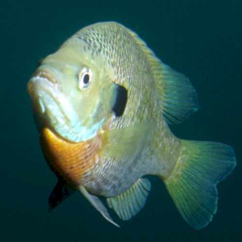 Tips for  how to catch bluegill