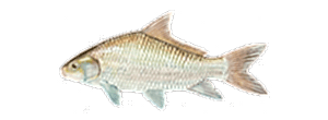 Smallmouth Buffalo