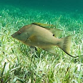 Ohio Fishing Resources