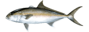 Greater Amberjack