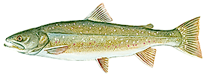 Dolly Varden