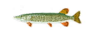 Tiger Muskellunge