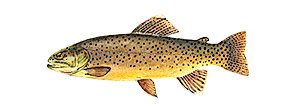 Apache Trout