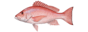 Red Snapper