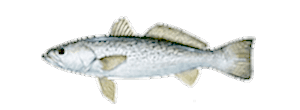 Weakfish