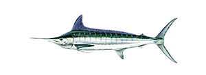 Striped Marlin