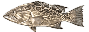 Broomtail Grouper