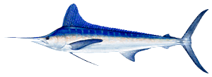 White Marlin