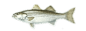 Striped Bass